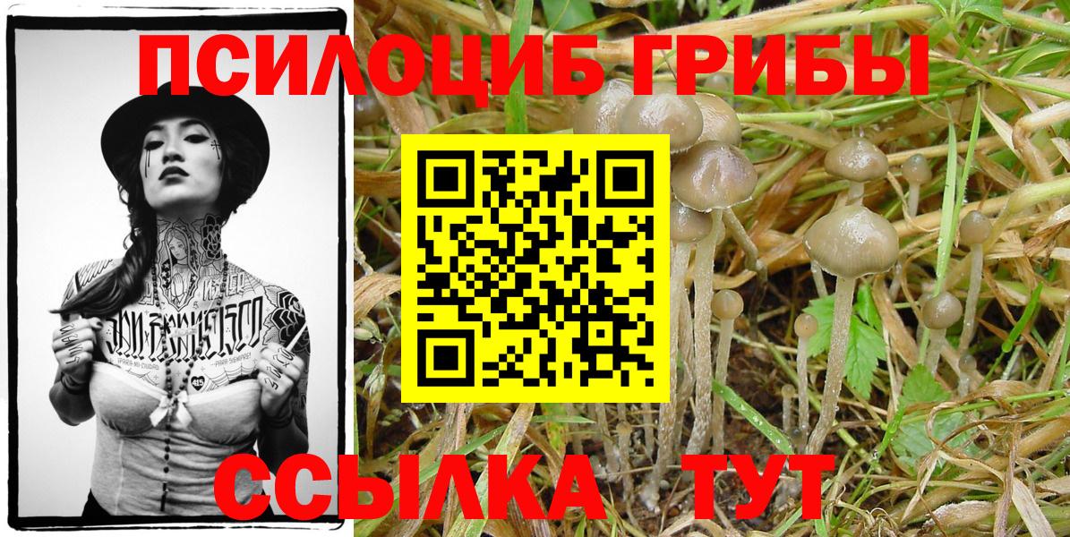 Галлюциногенные грибы Psilocybine cubensis  Вход с VPN  Асино 